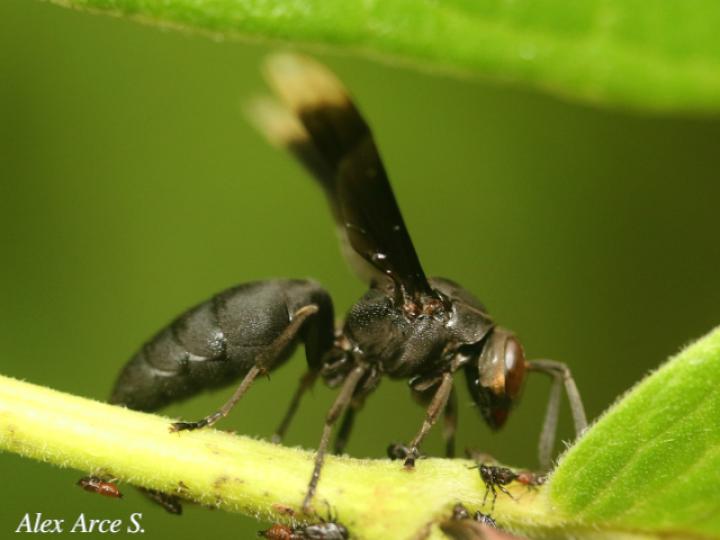 Parachartergus apicalis