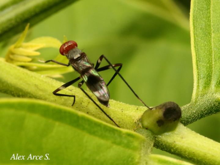 Paragrallomyia angulata