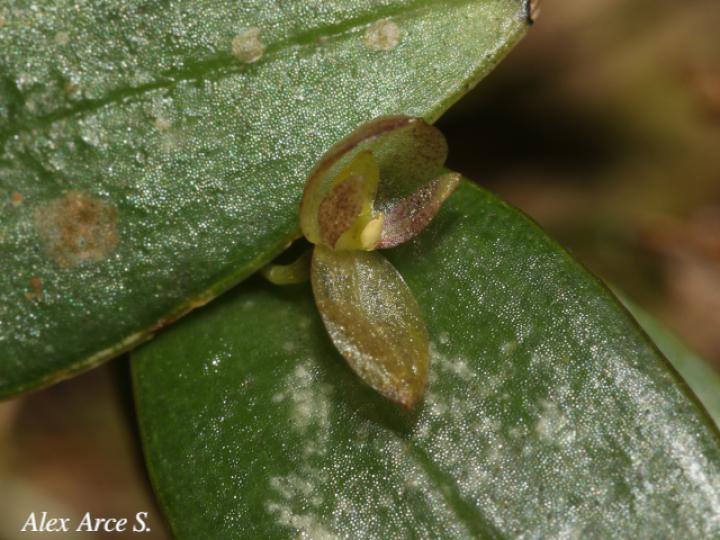 Pleurothallis bitumida