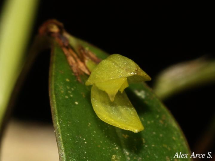 Pleurothallis bitumida