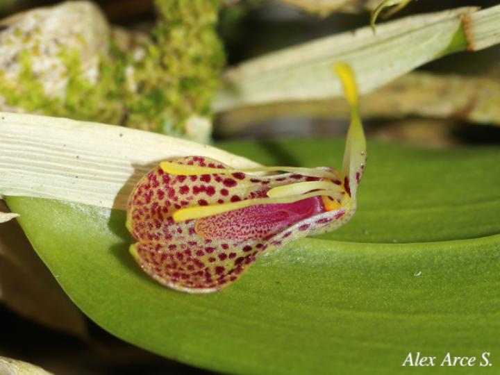 Restrepia muscifera