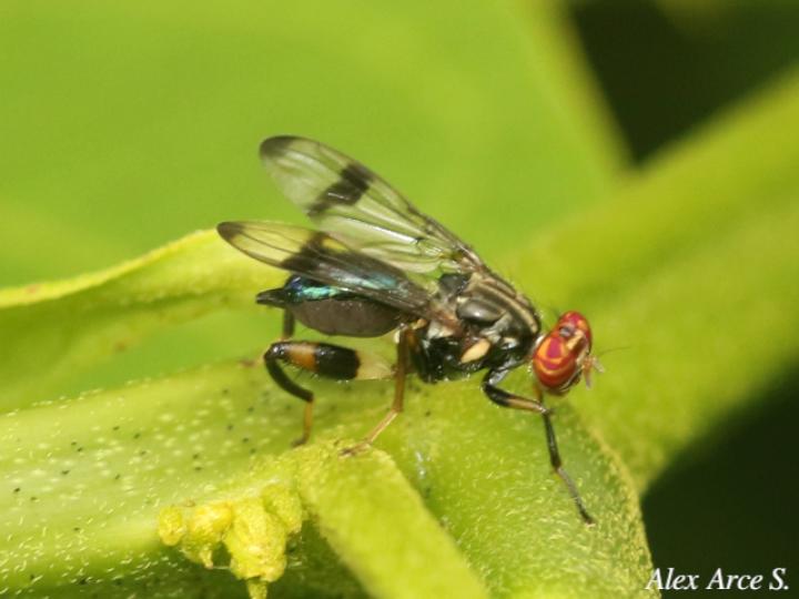 Richardia eburneosignata