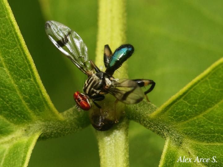 Richardia eburneosignata
