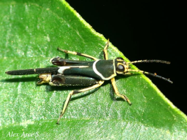 Ripipteryx limbata (Padrecito)
