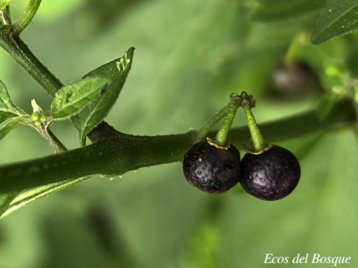 Solanum americanum (Yerba mora)