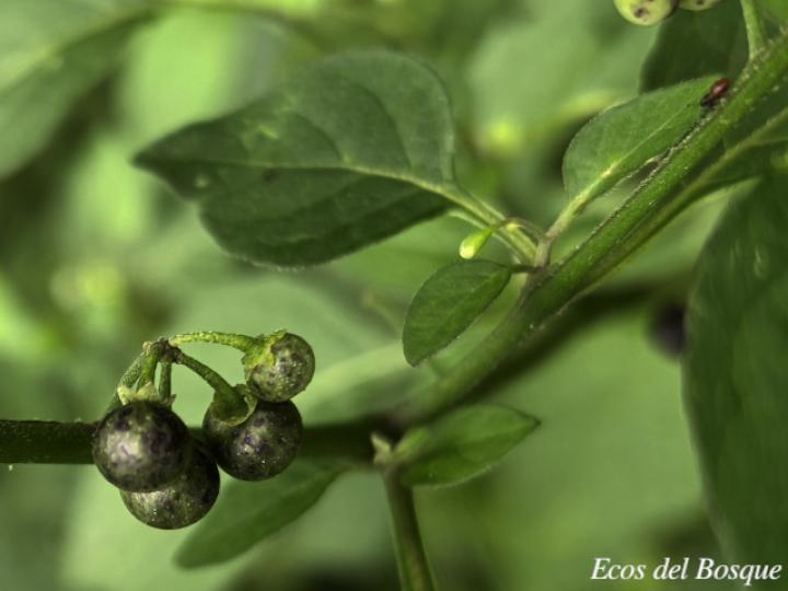 Solanum americanum (Yerba mora)