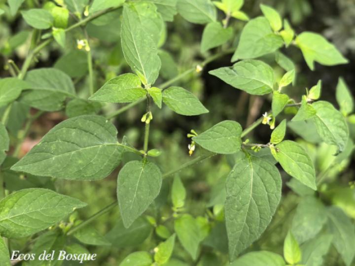 Solanum americanum 