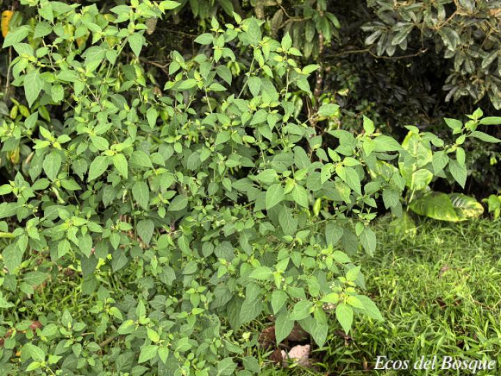 Solanum americanum 