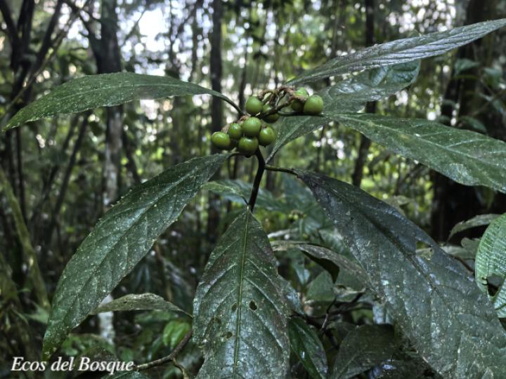 Solanum rovirosanum (Tomatillo)