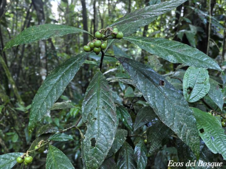 Solanum rovirosanum (Tomatillo)