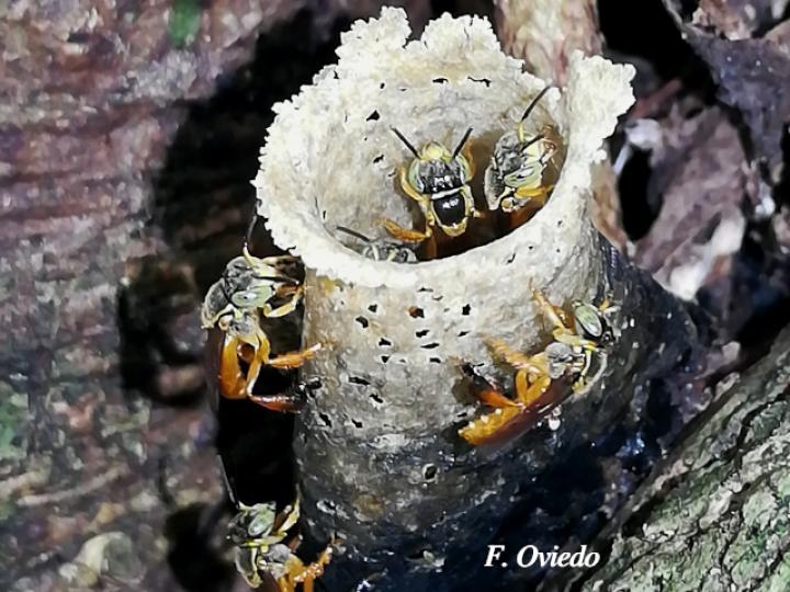 Tetragonisca angustula (Mariolas)
