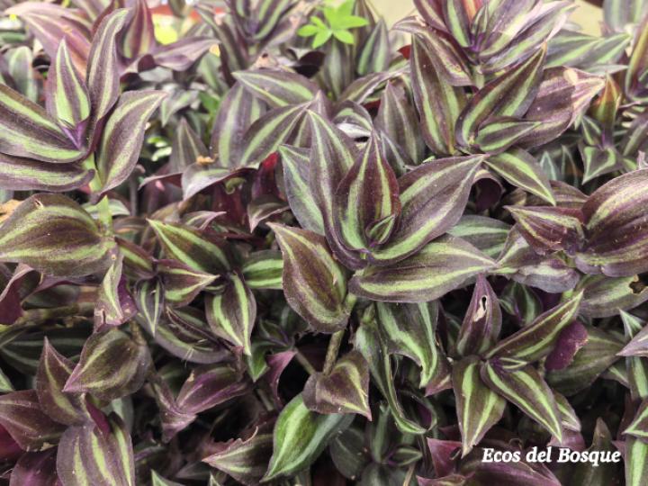 Tradescantia zebrina (Cucaracha)