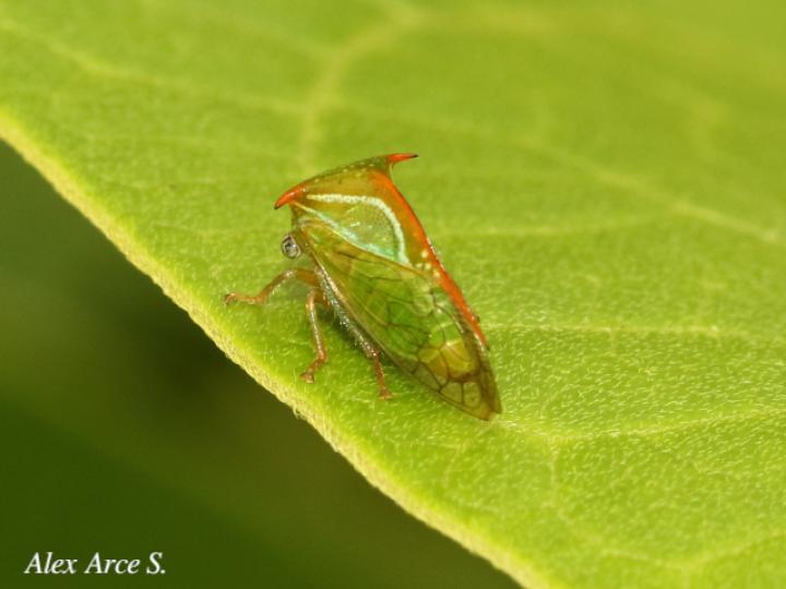 Vestistilus variabilis