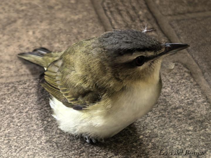Vireo olivaceus
