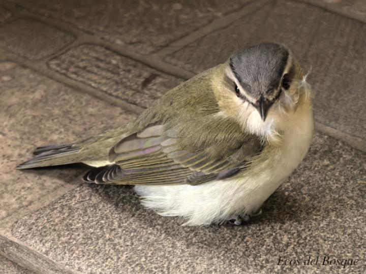 Vireo olivaceus
