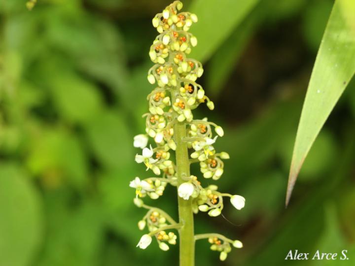 Xiphidium caeruleum (Cola de gallo, Espadaña)