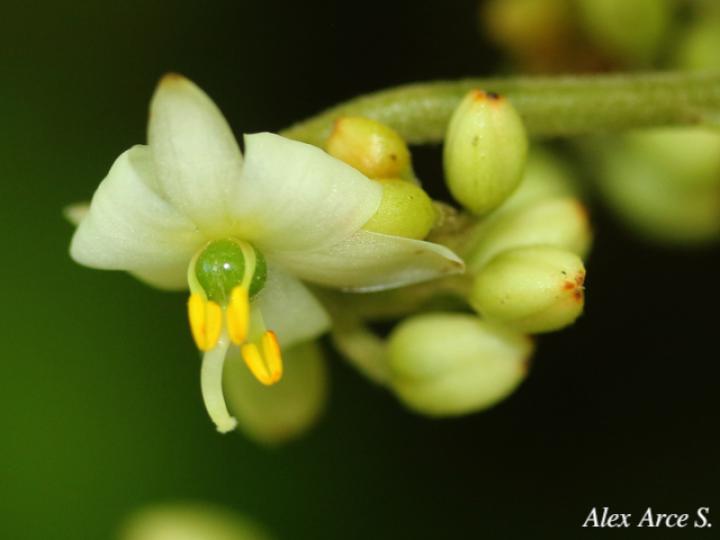Xiphidium caeruleum (Cola de gallo, Espadaña)