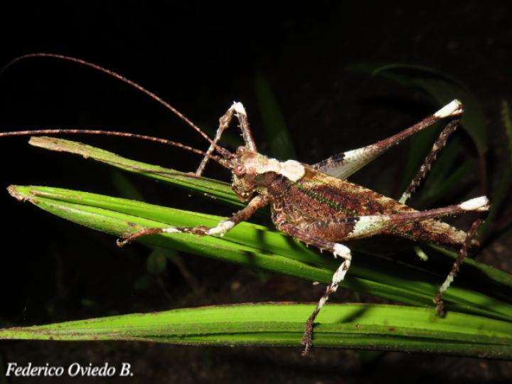 Acanthodis curvidens