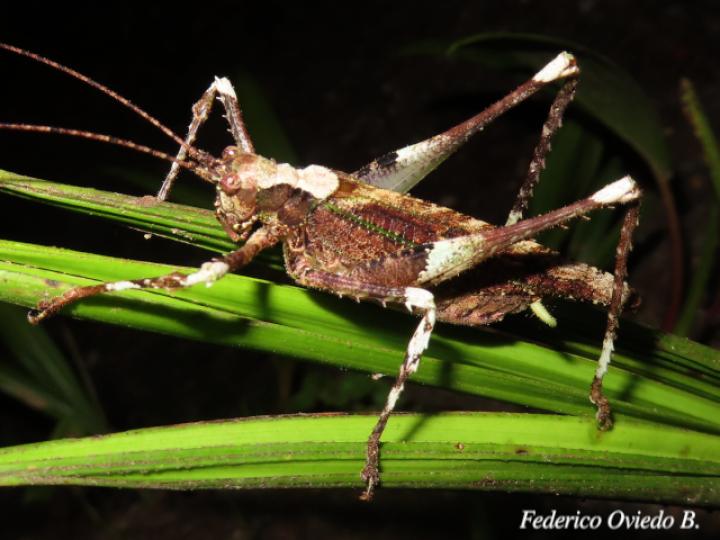 Acanthodis curvidens