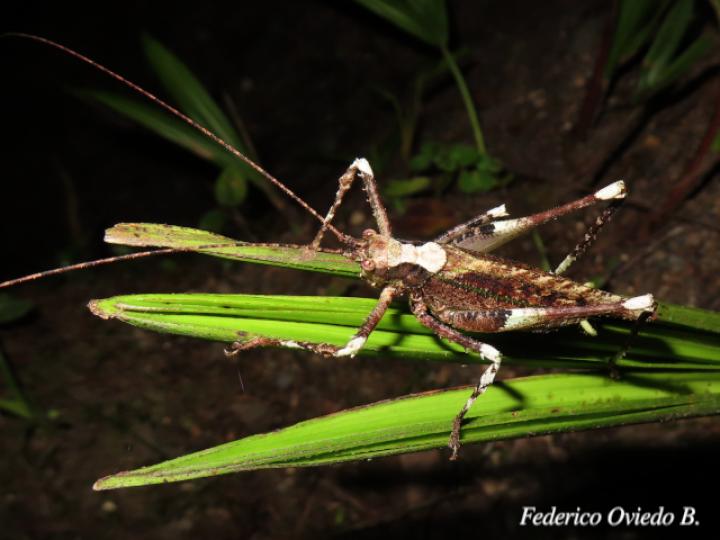 Acanthodis curvidens