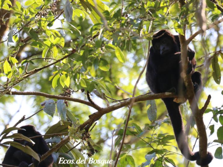 Ardisia fimbrillifera