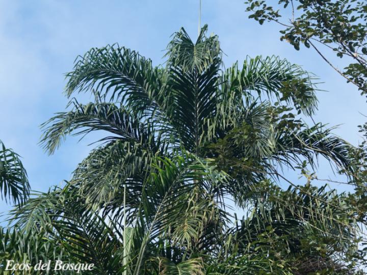 Bactris gasipaes (Pejivalle)