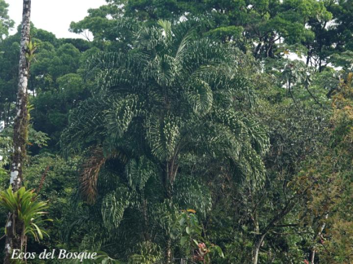 Bactris gasipaes (Pejivalle)