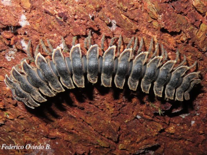 Barydesmus sp (Milpiés gigante de espalda plana)