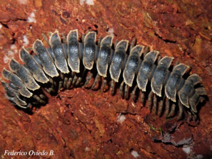 Barydesmus sp (Milpiés gigante de espalda plana)