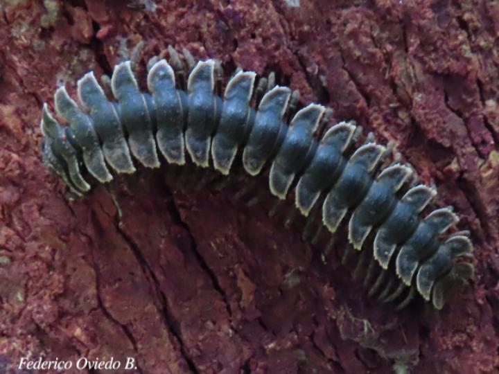 Barydesmus sp (Milpiés gigante de espalda plana)
