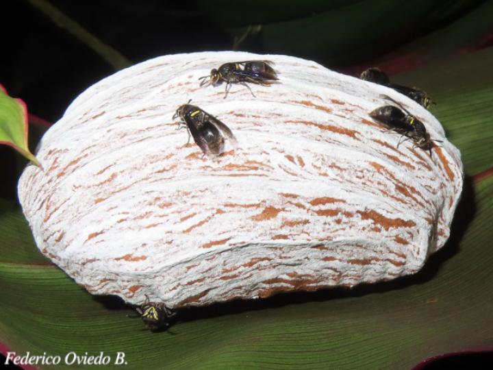 Brachygastra scutellaris