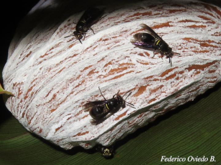 Brachygastra scutellaris