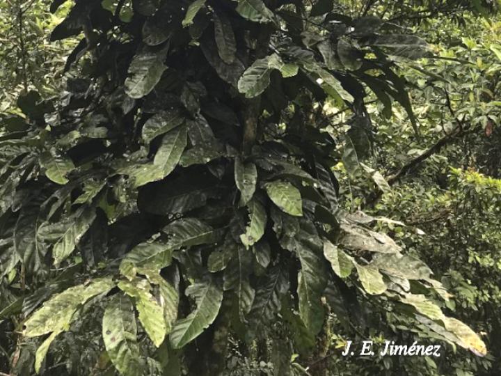 Carapa nicaraguensis (Bateo)