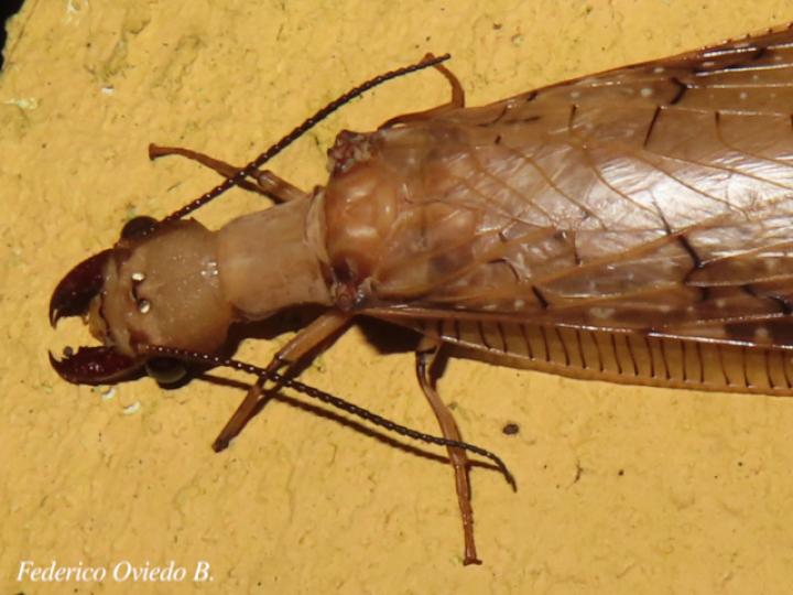 Corydalus flavicornis