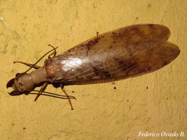 Corydalus flavicornis