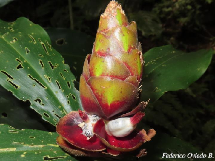 Costus pulverulentus (Caña agria)