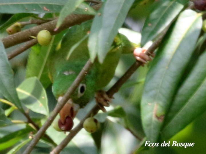 Ficus donnell-smithii