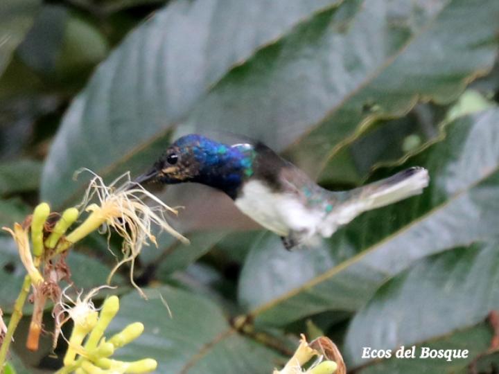Inga edulis (Guaba chilillo)