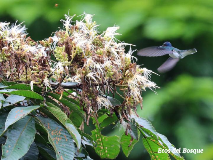 Jacobino en Inga spectabilis