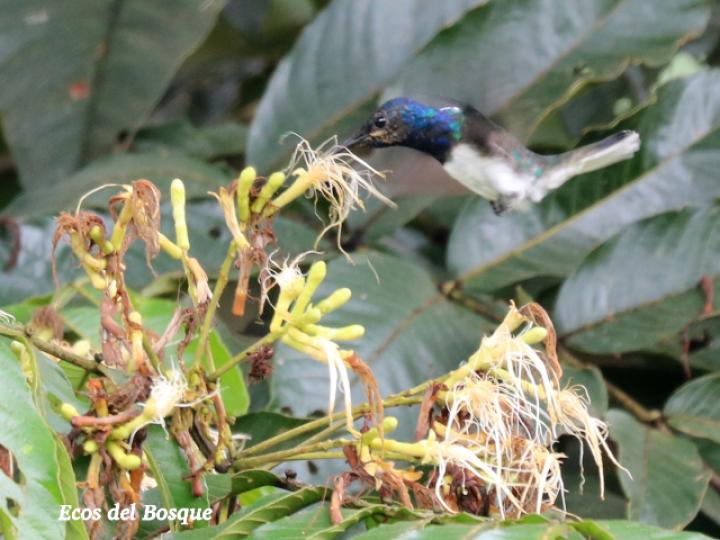 Jacobino en Inga spectabilis
