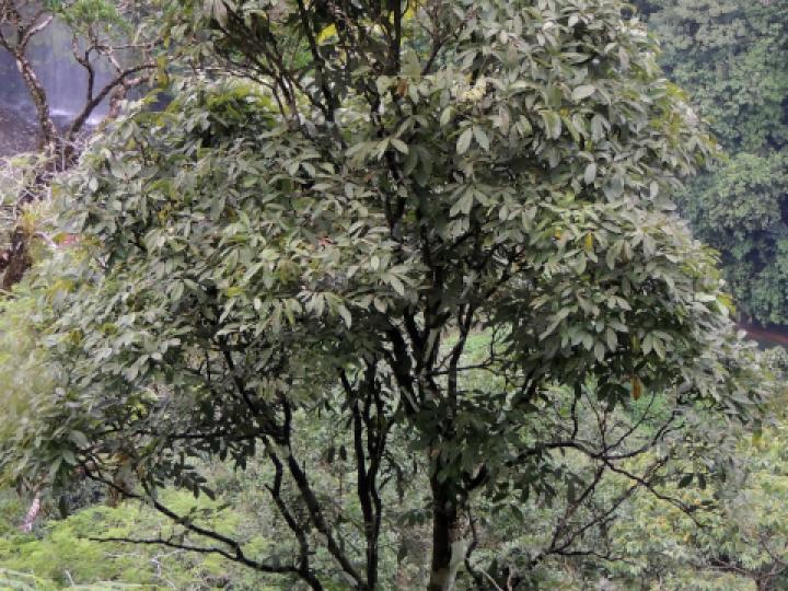 Lonchocarpus heptaphyllus (Chaperno blanco)