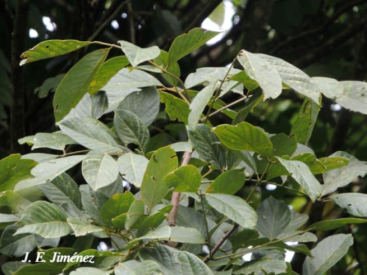 Lonchocarpus heptaphyllus (Chaperno blanco)