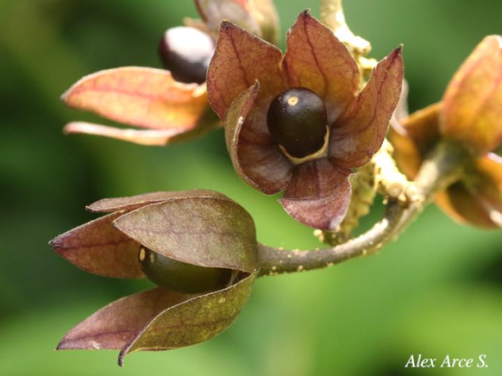 Merinthopodium neuranthum