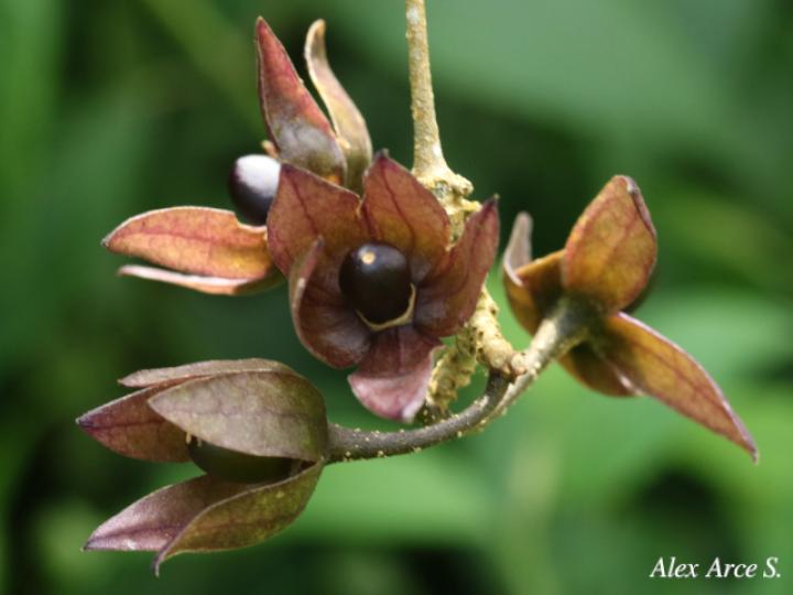 Merinthopodium neuranthum