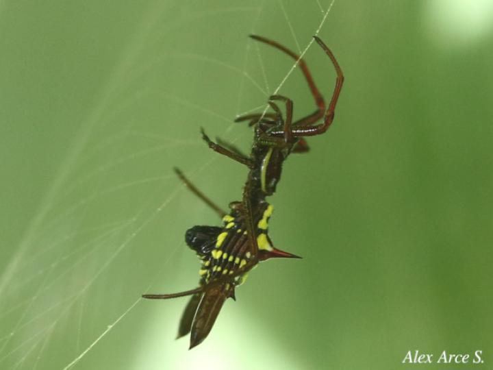 Micrathena sexspinosa (Araña flecha de seis puntas)