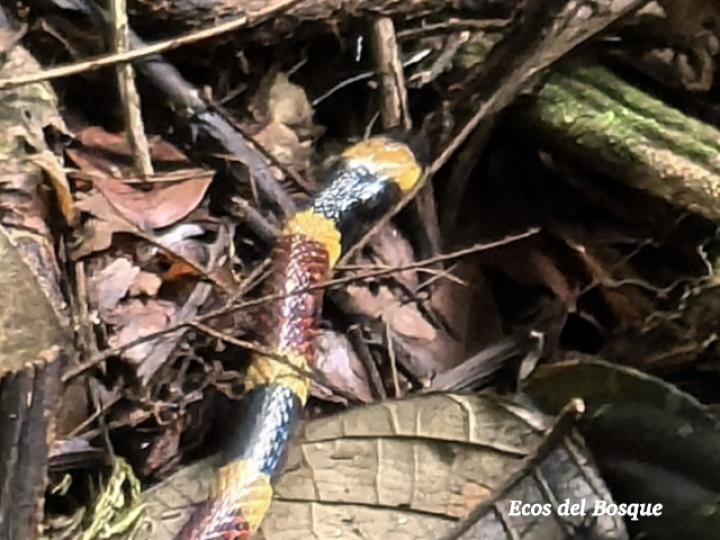 Micrurus mosquitensis (Coral costarricense)