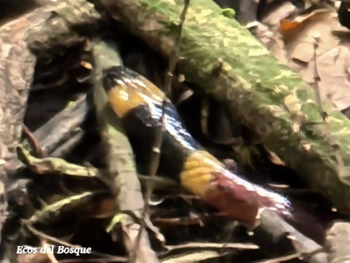 Micrurus mosquitensis (Coral costarricense)