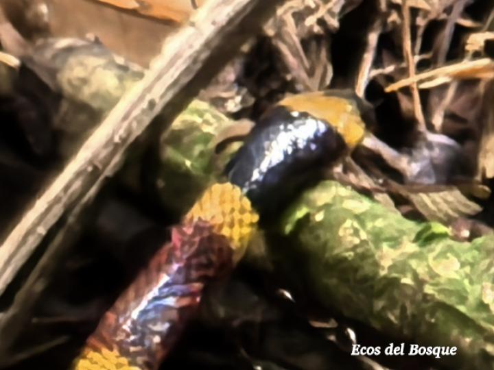 Micrurus mosquitensis (Coral costarricense)