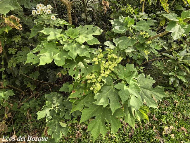 Montanoa hibiscifolia (Tubú, Tora blanca)