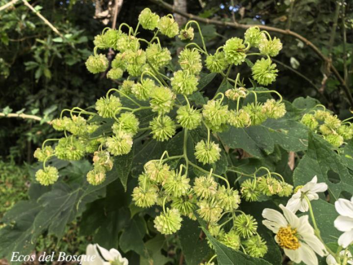 Montanoa hibiscifolia (Tubú, Tora blanca)